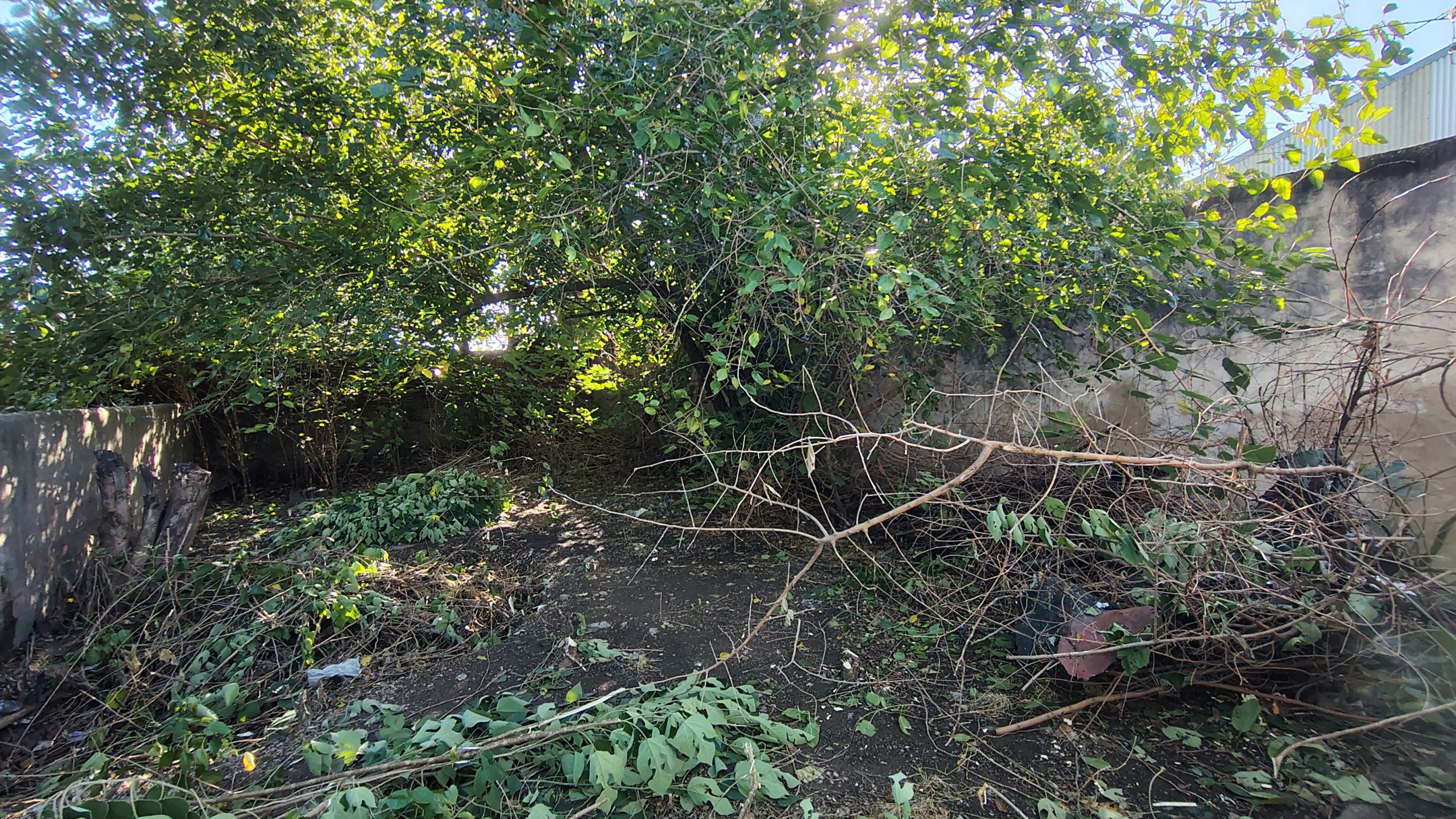 IMG_20260318_092536312_HDR